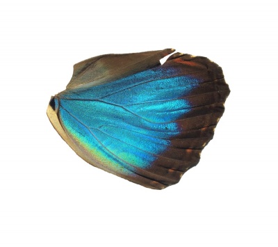 MORPHO PELEIDES HIND WING